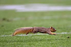 squirrel running